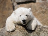 160x120 knut the polar bear at berlin zoo Sipa Press / REX