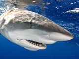 Shark