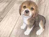 Nintendogs + Cats