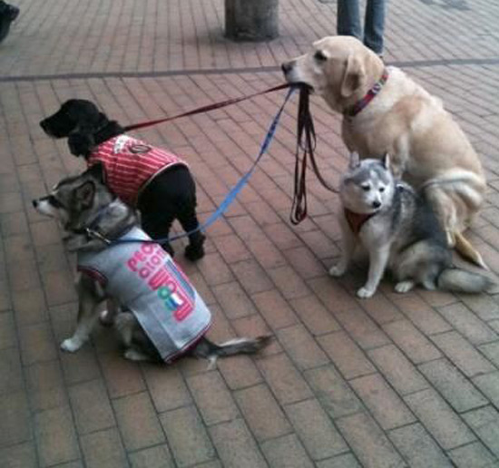 550w_odd_golden_retriever.jpg