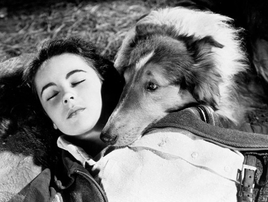 The films of Elizabeth Taylor
