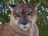 A mountain lion