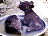 Two black bear cubs