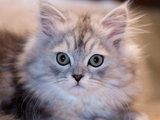A kitten