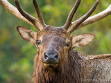 A Male Elk