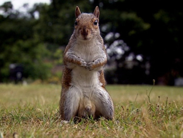 [Image: 618_uktv_gbbo_squirrel.jpg]