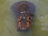 Hippopotamus