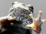 toad