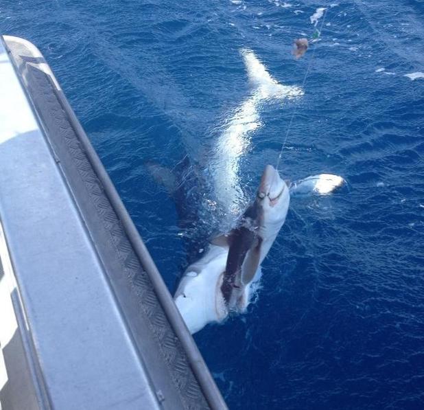 Moment a shark eats a caught shark
