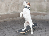 Uggie, the beloved Jack Russell terrier from 'The Artist', makes a special appearance at the Empire State Building
New York City