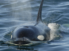 SeaWorld sued for killer whale 'slavery'
