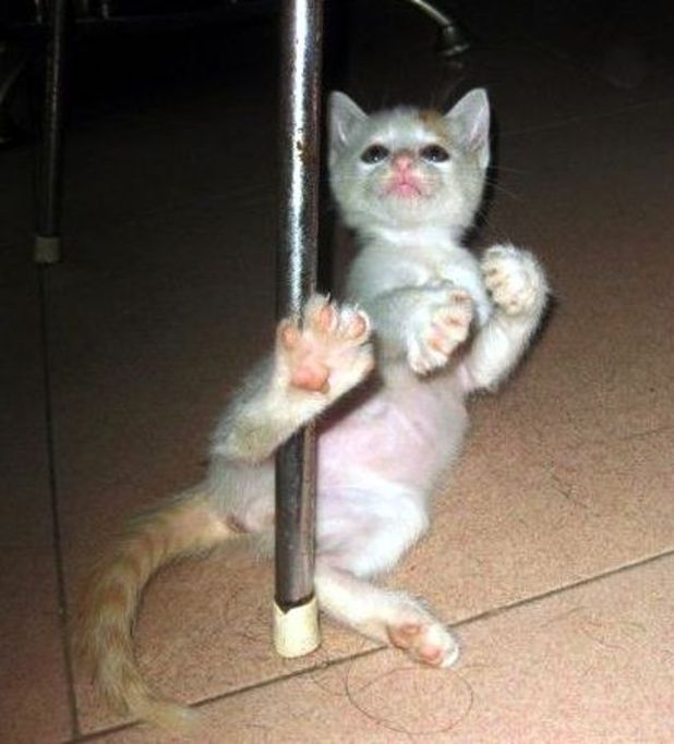 Pole dancing cat