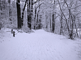Winter Forest