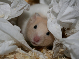Hamster