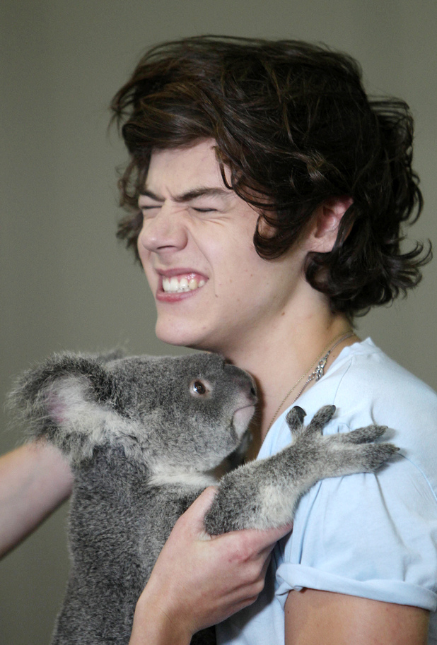 Harry Styles cuddles a koala at Lone Pine Koala Sanctuary in Australia