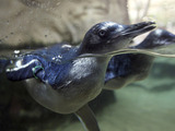 A baby fairy penguin at a zoo in Sydney, Australia