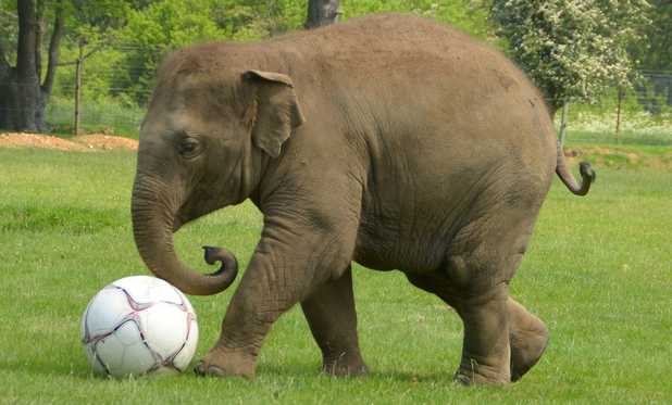Donna the Elephant enjoys a kick-about at ZSL Whipsnade Zoo