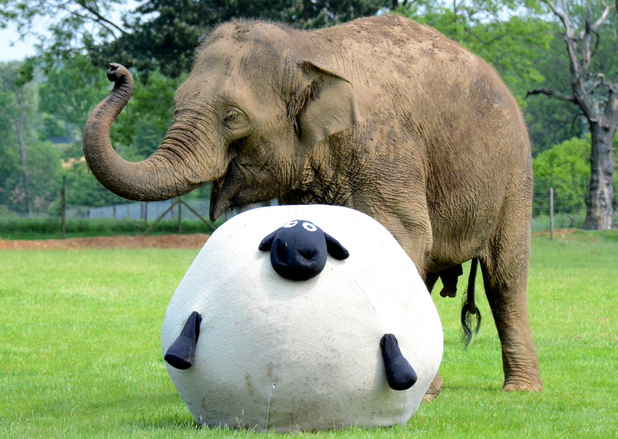 Donna the Elephant enjoys a kick-about at ZSL Whipsnade Zoo