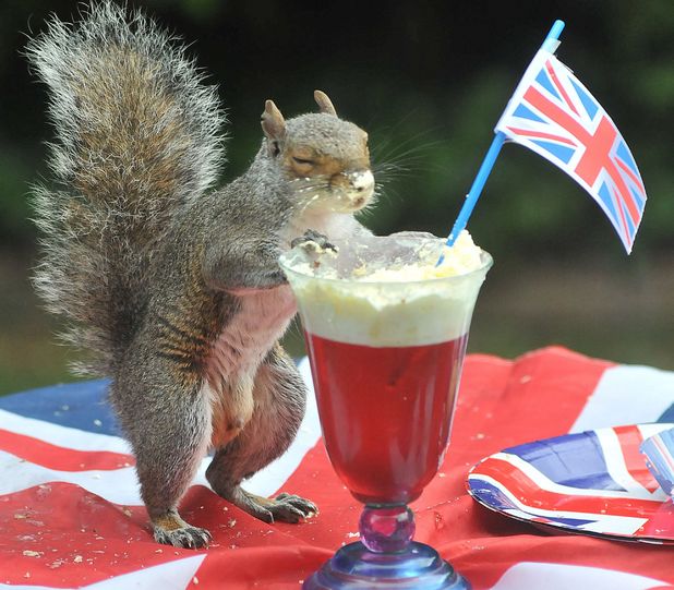 grey squirrel, Jubilee party, Hampshire