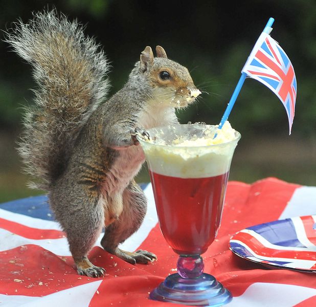 grey squirrel, Jubilee party, Hampshire