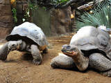 Tortoises