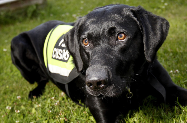 Sniff the Sniffer Dog