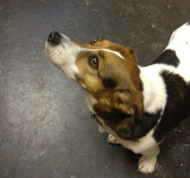 Lost Jack Russell dog Patch, who was reunited with his owner over Twitter