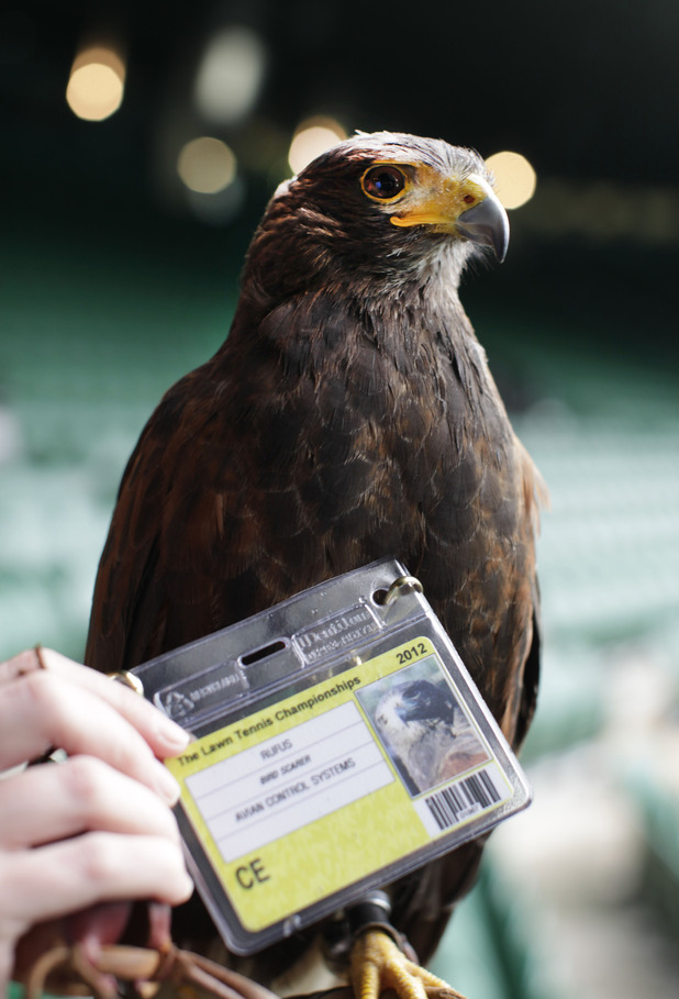 Rufus the hawk