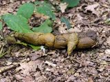 Dog Excrement on Floor