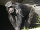 Chimpanzee