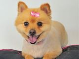 Pampered dog