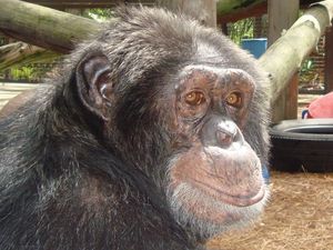 Bubbles, the chimpanzee that once belonged to Michael Jackson