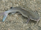 Image of a catfish