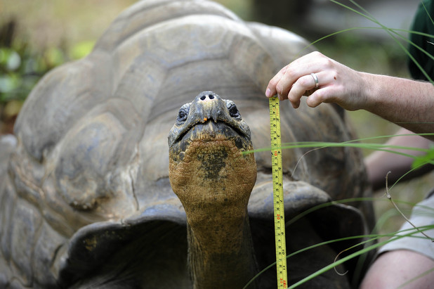 A giant Tortoise