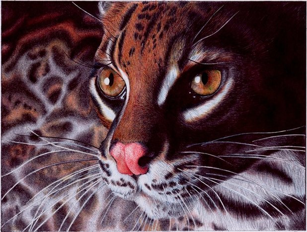 'Margay Cat'