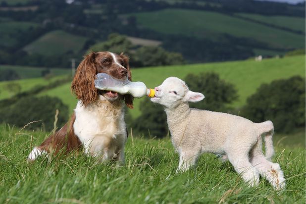 Springer Spaniel Jess feeds orphaned lamb