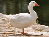 Image of ducks