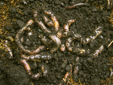 An assortment of Canadian nightcrawlers