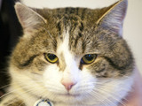Cat - stock image for story on cat that ran away after couple paid £6,000 to bring it back from Egypt.