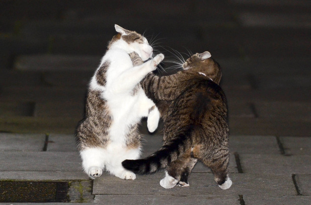 Prime minister David Cameron's cat Larry fights with Freya, chancellor George Osborne's pet, on Downing Street - October 16, 2012