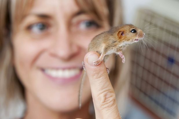 Folly Wildlife centre supervisor Antonia Blacker with Douglas the Dormouse