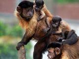 Capuchin monkeys