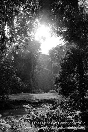 Photo taken by Kate Middleton on a trip to Borneo.