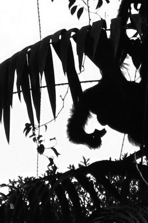Photo taken by Kate Middleton on a trip to Borneo.