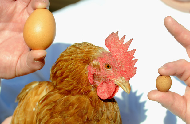 World's 'smallest' egg