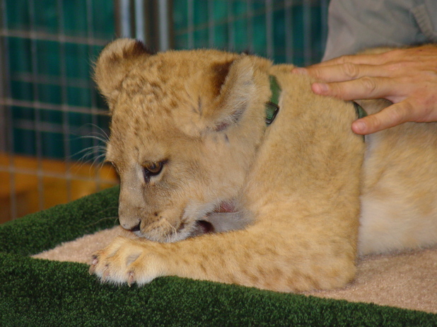 Lion cub