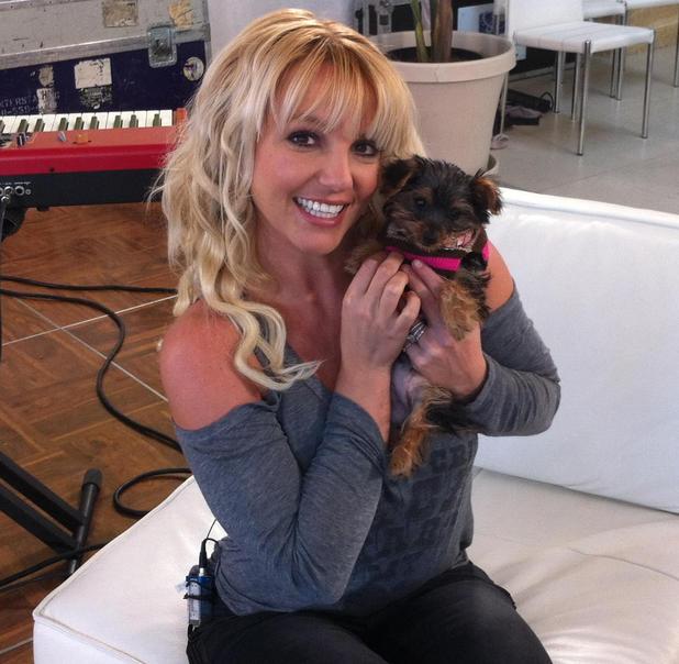 Britney Spears with her puppy 'Hannah'