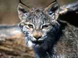 Lynx