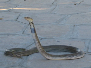 Egyptian cobra snake