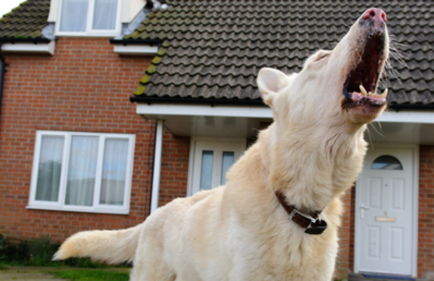 World's Loudest Dog for Confused.com